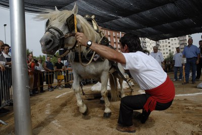 FESTA MAJOR 2008: Una festa major plena de cultura popular.
