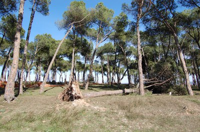 L'alcalde valora positivament l'actuació durant la ventada del 24 de gener.