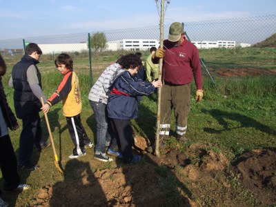 Es planten una quarantena de pollancres al costat del riu Ripoll.