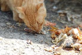 Salut Pública recorda que no es pot alimentar als animals de carrer.