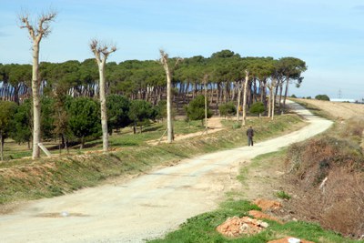 A punt de començar la 4a fase de regeneració dels Pinetons.