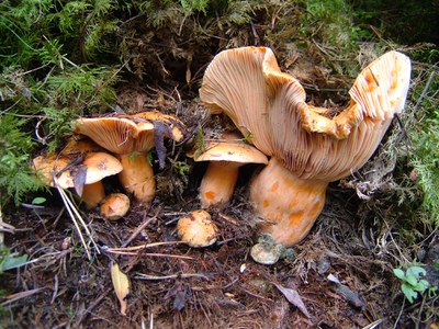 Gran acollida de les V Jornades sobre bolets i arbres.
