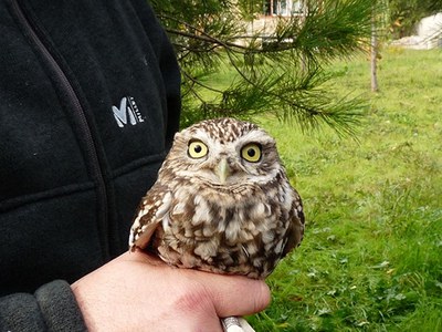 La Casa Natura inicia el projecte de cria d'aus autòctones.