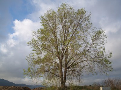 Trasplantat l'om del Martinet al parc de Carles Ferré per declara-lo exemplar protegit.