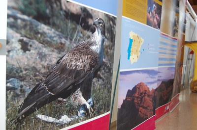 La Casa Natura acull una exposició sobre l'Àguila cuabarrada.