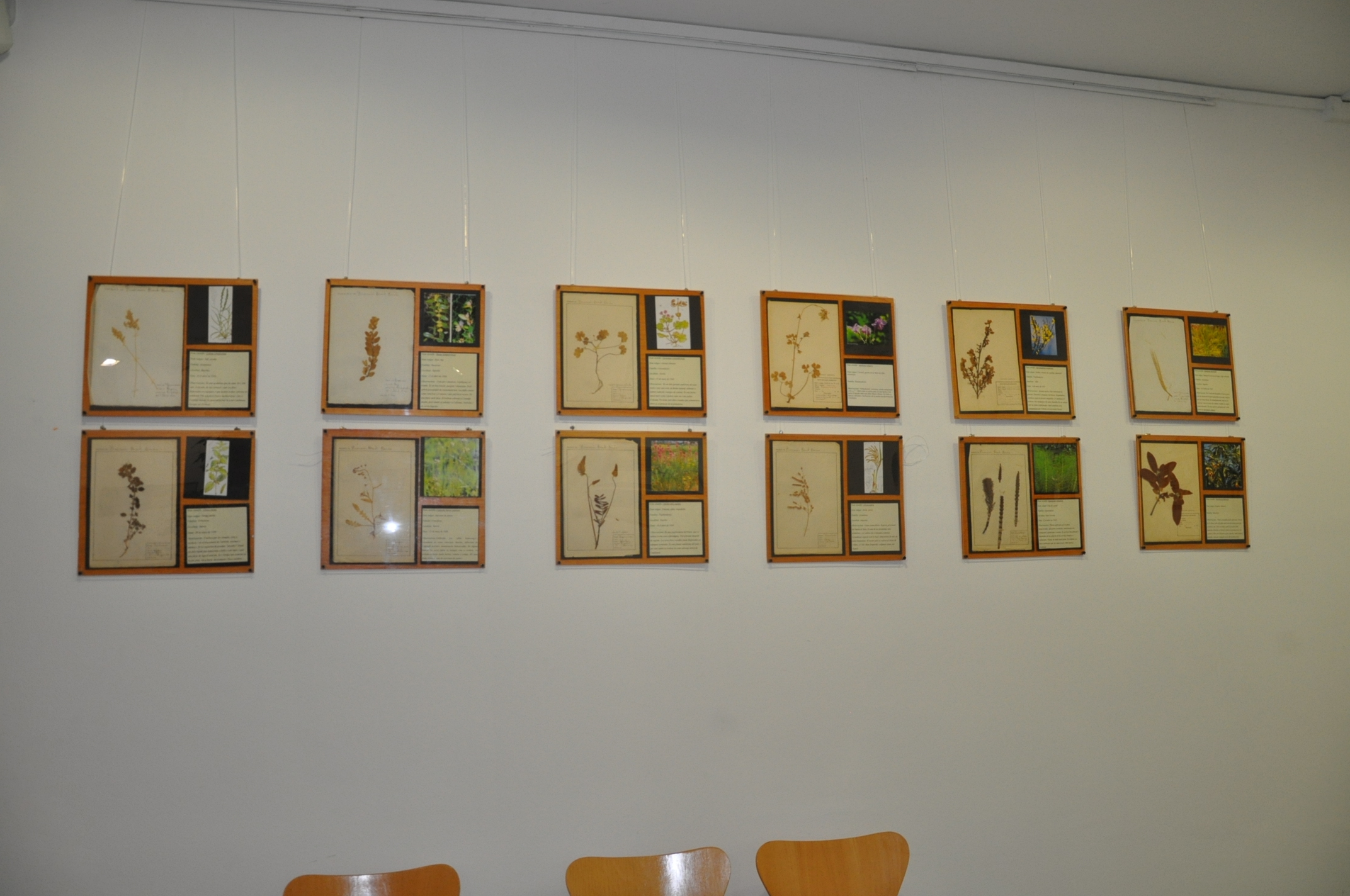 ripollet-med-expo-herbari-241011-7.JPG