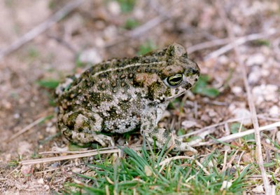 El CpR denuncia la desaparició d’espècies protegides pels abocaments al marge del riu  .