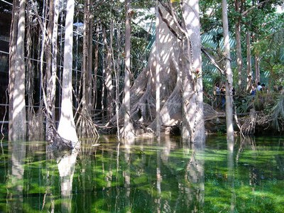 El Centre Ocupacional Aspasur representa 'El Museu de la Ciència' a Ripollet.