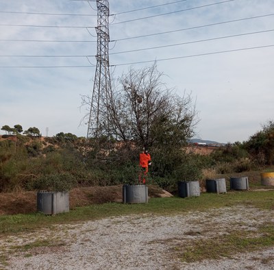 Localitzats i inactivats dos nius de vespa asiàtica a Ripollet.