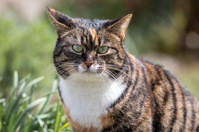 Ripollet implementa un nou model de gestió animal.