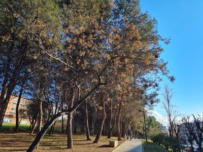 Es tornen a veure erugues de processionària.