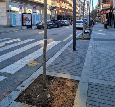 Iniciada la plantació de prop d’un centenar d’arbres als carrers de Ripollet.
