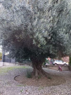 olivera desitjos.jpeg